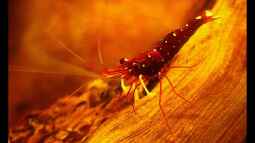 Wassertemperaturen für Zwerggarnelen !!!