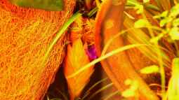 Die andere Seite , das Waldterrarium !