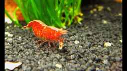 Wassertemperaturen für Zwerggarnelen !!!