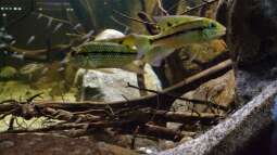 Tilapia brevimanus - eine Artbeschreibung