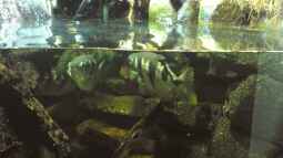 Artentafel Schützenfisch (Toxotes jaculatrix)