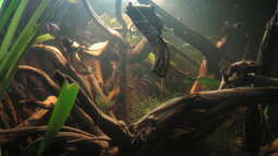 Biotop Schwarzwasser - Umsetzung im Aquarium