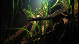 Biotop Schwarzwasser - Umsetzung im Aquarium