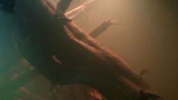 Biotop Schwarzwasser - Umsetzung im Aquarium