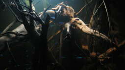 Biotop Schwarzwasser - Umsetzung im Aquarium