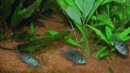 Blaupunktbuntbarsche