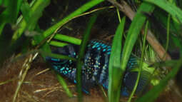 Blaupunktbuntbarsche