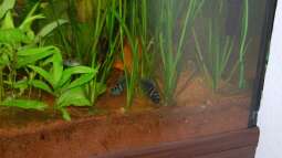 Blaupunktbuntbarsche