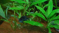Blaupunktbuntbarsche