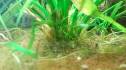 Blaupunktbuntbarsche