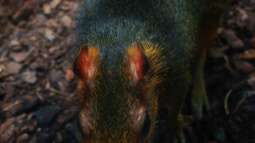 Einrichtungsbeispiele.de und Malawi-Guru.de, treffen in Frankfurt am Main