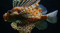 Einrichtungsbeispiele.de und Malawi-Guru.de, treffen in Frankfurt am Main