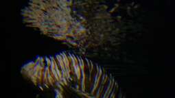 Einrichtungsbeispiele.de und Malawi-Guru.de, treffen in Frankfurt am Main