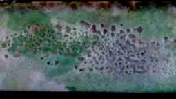 Teil 2. Die Nährstoffverwertung im Becken und Filter - DAS FILTERLOSE AQUARIUM