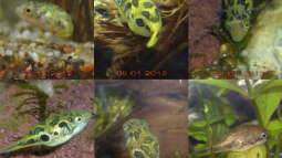 Hautpigmentierung Carinotetraeodon travancoricus