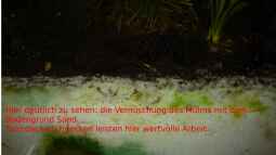 Teil 3. Mulm - DAS FILTERLOSE AQUARIUM