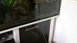 Cruiser Brunos Malawi-Projekt -6- Bestellung und Einsetzen der Fische