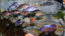 Cruiser Brunos Malawi-Projekt -6- Bestellung und Einsetzen der Fische