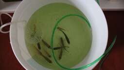 Cruiser Brunos Malawi-Projekt -6- Bestellung und Einsetzen der Fische