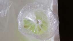 Cruiser Brunos Malawi-Projekt -6- Bestellung und Einsetzen der Fische