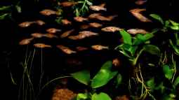 Boraras und das Nano