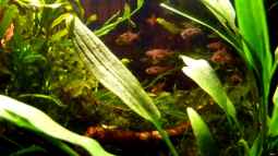 Boraras und das Nano