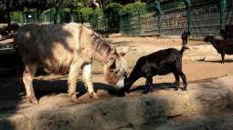 Koehler unterwegs - Opel Zoo