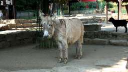 Koehler unterwegs - Opel Zoo