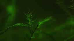 Ohne Moos nicht´s los im Aqua !!!