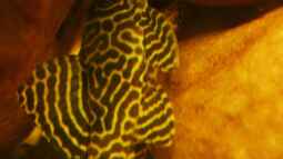 Gelbe Königstiger für das Aqua der L 333 /New Queen Arabesque !