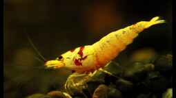 Die Zeichnung mach den Unterschied, Hochzuchten der Crystal red !