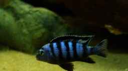 Taiwan Reef , Heimat des Pseudotropheus saulosi !!!