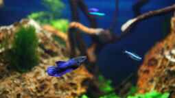 Kurze Flossen aus Asien, Der Betta splendens Plakat!