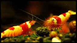 Die Zeichnung mach den Unterschied, Hochzuchten der Crystal red !