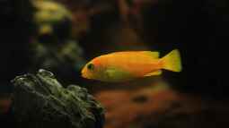 Taiwan Reef , Heimat des Pseudotropheus saulosi !!!