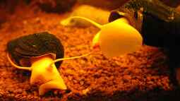 Kleines Gold aus Sulawesi,Tylomelania sp. Rocknail Orange !