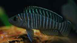 Breite Streifen mit blauen Augen , der Neolamprologus similis !