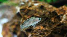 Breite Streifen mit blauen Augen , der Neolamprologus similis !