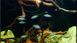 Diamanten aus Indonesien, der Melanotaenia praecox !