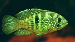 Schöner Buntbarsch aus Südamerika, der Andinoacara / Aequidens pulcher 