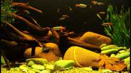 Der Fisch aus den wei??en Wolkenbergen, der Kardinal !