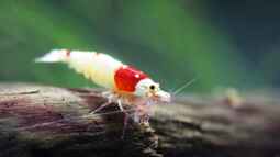 Die Zeichnung mach den Unterschied, Hochzuchten der Crystal red !