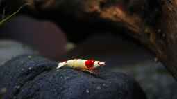 Die Zeichnung mach den Unterschied, Hochzuchten der Crystal red !