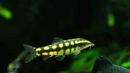 Schwimmendes Schachbrett im Aqua, die Yasuhikotakia sidthimunki/Schachbrettschmerle !