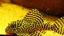 Gelbe Königstiger für das Aqua der L 333 /New Queen Arabesque !