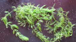 Hornkraut-Ceratophyllum demersum