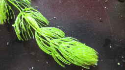 Hornkraut-Ceratophyllum demersum