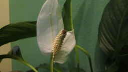 Anubias barteri var. nana-Zwergspeerblatt