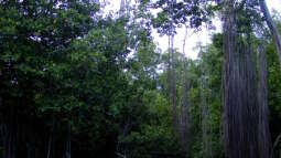 Live aus den Biotopen--- der Black River auf Jamaika