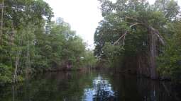 Live aus den Biotopen--- Jamaika